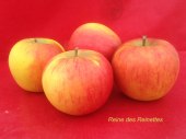 pomme-val-de-Loire-Reine-des-Reinettes pomme du verger collection du Val de Baule