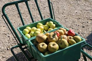 pommes anciennes en val de loire : la vente cueillette